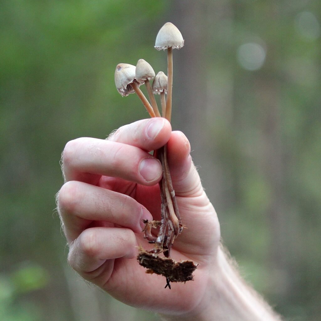 liberty caps